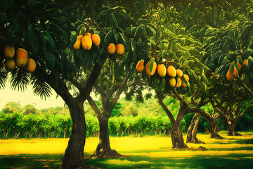 Sustainable Mango Farming: Practices and Benefits