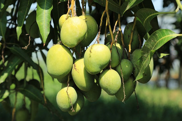 Mango Season: When and Where to Find the Best Mangoes in Pakistan