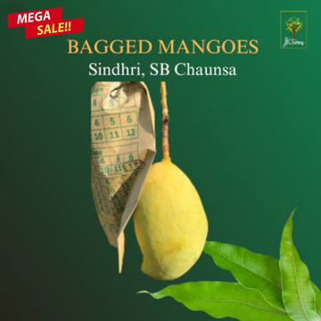 Bagged Mangoes/ Per Kg