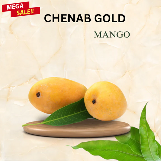 Chenab Gold Mango