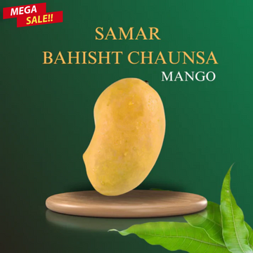 Samar Bahisht Chaunsa Mango
